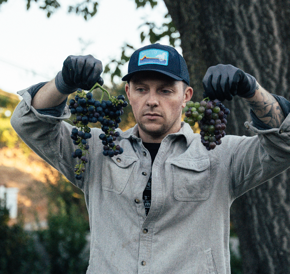 Beno Stewart of Catch & Release Wines holding up organic Zinfandel grapes.