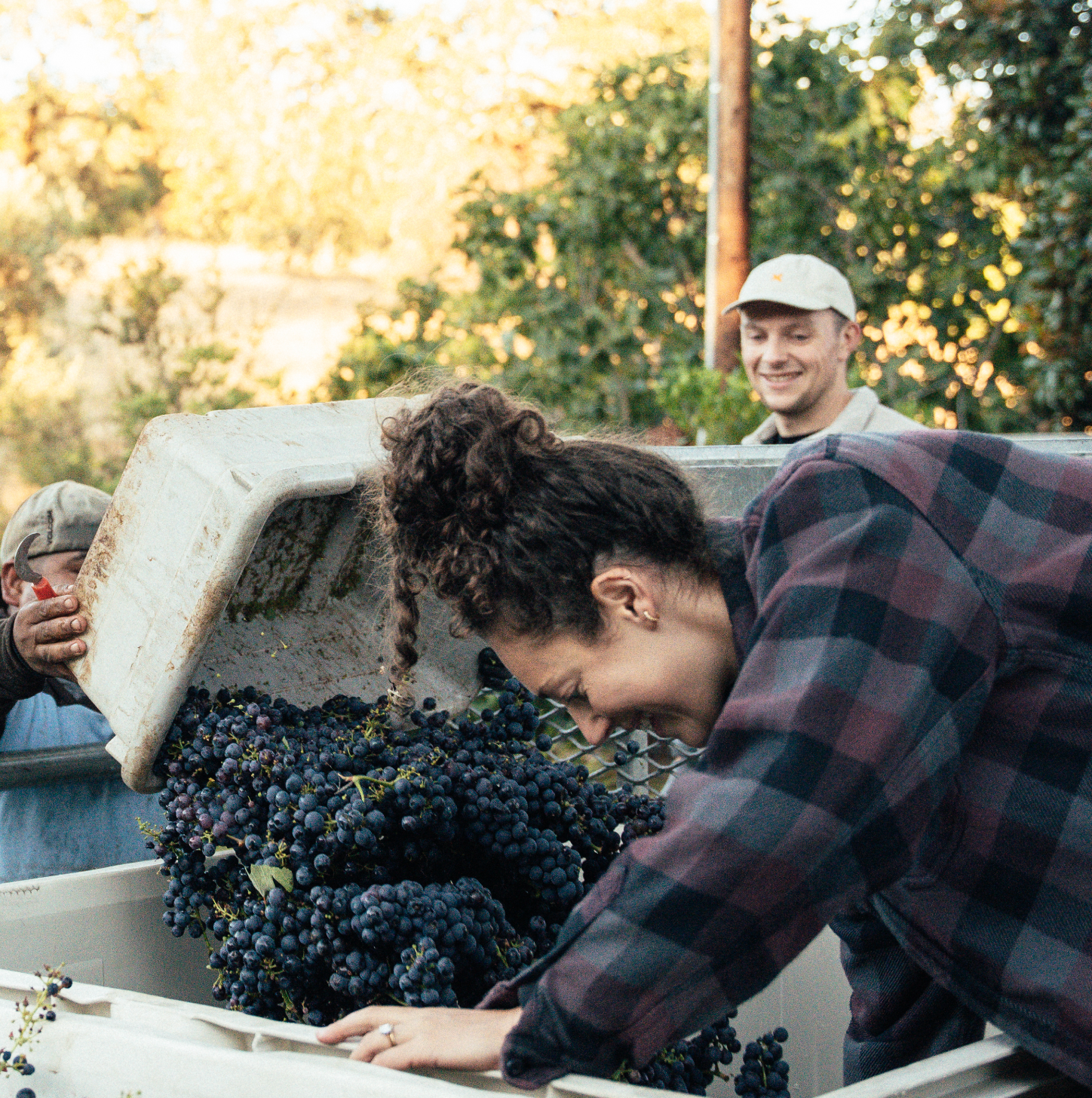 Monica Stewart of Catch & Release Wines sorting grapes in picking bins.