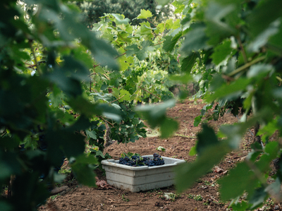 Organic vineyard in California during harvest for Catch & Release low intervention wines