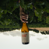 Catch & Release Natural Wine biodynamically farmed Pinot Gris bottle upside down in the vineyard